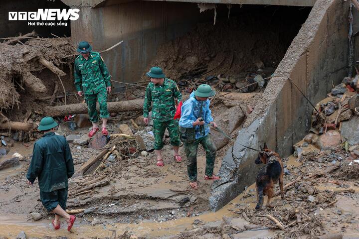 Hai quân khuyển Javo và O Lát đều là những "chiến binh 4 chân" giàu kinh nghiệm, từng tham gia nhiều nhiệm vụ tìm kiếm cứu nạn trong và ngoài nước, như vụ sạt lở ở Làng Nủ (Lào Cai), động đất tại Venezuela, Thổ Nhĩ Kỳ và Myanmar.
