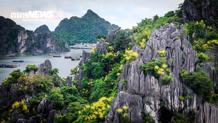 Cứ đến tháng 7 hằng năm, khi những cơn mưa mùa hạ tưới mát các đảo đá vôi, hàng nghìn cây phất dụ (còn gọi là phát tài núi) trên vịnh Hạ Long lại đồng loạt trổ hoa, phủ sắc vàng lên nhiều vách núi.