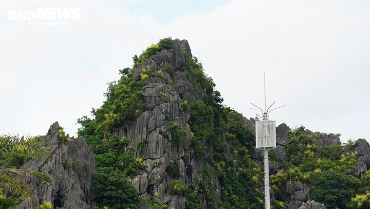 Mùa hoa phất dụ thường xuất hiện vào khoảng tháng 7, mang đến diện mạo mới cho nhiều đảo đá trên vịnh.