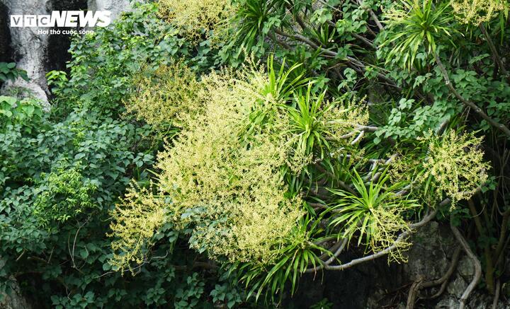Dù không rực rỡ như phượng vỹ nhưng hoa phất dụ núi mang vẻ đẹp riêng có của Hạ Long.