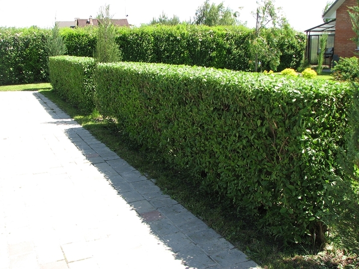 (Ảnh: Hoa cảnh Nhật Long)