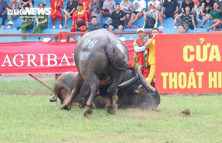 Lộ diện 16 'ông trâu' vào chung kết Lễ hội chọi trâu Đồ Sơn 2026 - 15