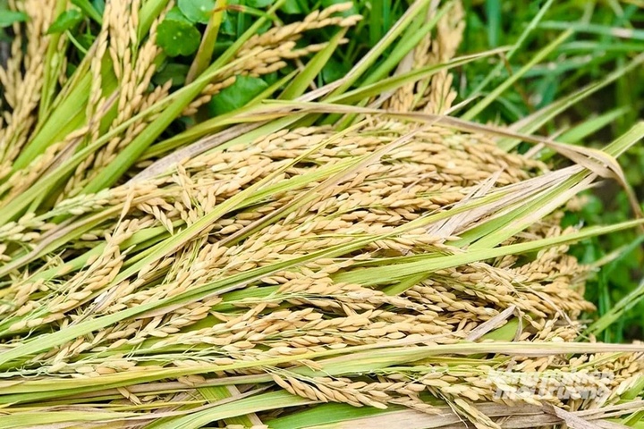 Giá lúa gạo hôm nay 21/7 nhìn chung ổn định, riêng gạo nguyên liệu xuất khẩu CL 555 tăng 100 đồng/kg. (Ảnh minh họa: Nông nghiệp và Môi trường)