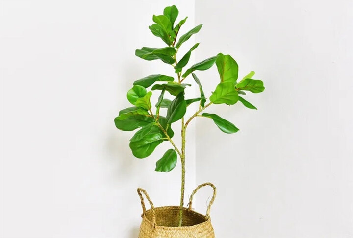 Không có đáp án tuyệt đối cho câu hỏi nên chọn cây thật hay cây giả, điều quan trọng là cân nhắc điều kiện không gian và nhu cầu sử dụng của từng gia đình. (ảnh Getty Images)