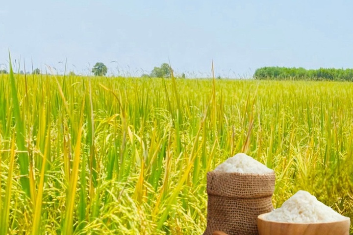 Giá lúa gạo hôm nay 22/7 không ghi nhận biến động trong nước, còn giá gạo xuất khẩu tăng ở một số chủng loại. (Ảnh minh họa: Báo Công Thương)