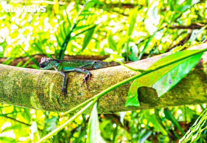 Không chỉ mang giá trị về nguồn gen quý hiếm, quần thể chè rừng còn là nơi trú ngụ của nhiều loại động vật đặc hữu, minh chứng sinh động cho sức sống bền bỉ của những cánh rừng tự nhiên nơi vùng biên Quảng Ninh. (Ảnh: Đinh Hùng)