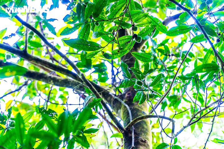 Những tán chè rừng cổ thụ tuổi đời hàng trăm năm ở xã Đường Hoa, tỉnh Quảng Ninh hiện vẫn đang sinh trưởng xanh tốt. (Ảnh: Đinh Hùng)