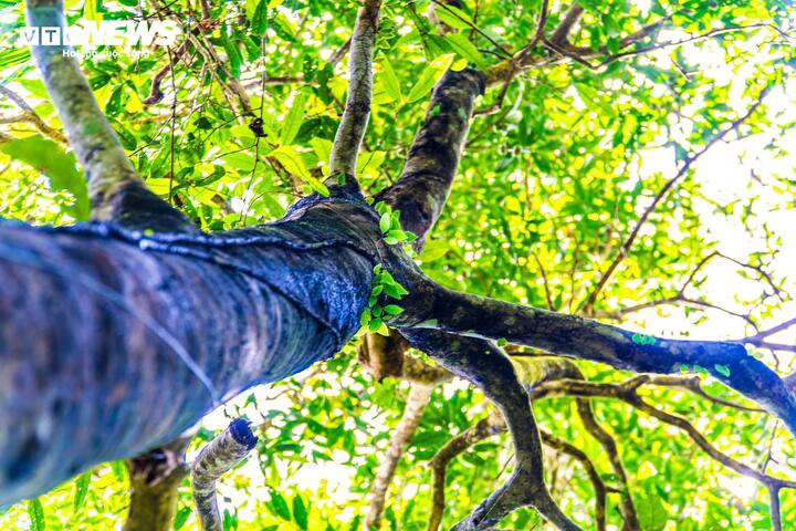 Những tán chè rừng cổ thụ tuổi đời hàng trăm năm ở xã Đường Hoa, tỉnh Quảng Ninh hiện vẫn đang sinh trưởng xanh tốt. (Ảnh: Đinh Hùng)