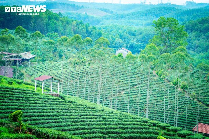 Chè được trồng xen kẽ với cây gỗ công nghiệp và diện tích đang không ngừng được mở rộng. (Ảnh: Đinh Hùng)