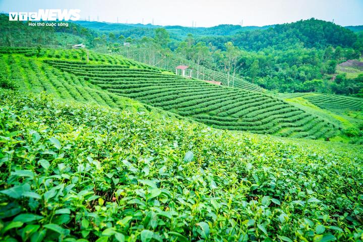 Đường Hoa trở thành một trong những vùng nguyên liệu chè tiêu biểu của Quảng Ninh. (Ảnh: Đinh Hùng)