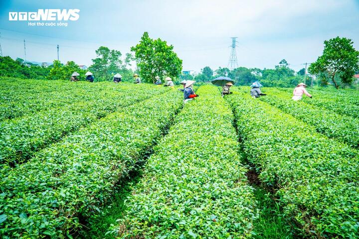 Trải qua thăng trầm, ngày nay cây chè giúp tạo công ăn việc làm ổn định cho người dân xã Đường Hoa. (Ảnh: Đinh Hùng)