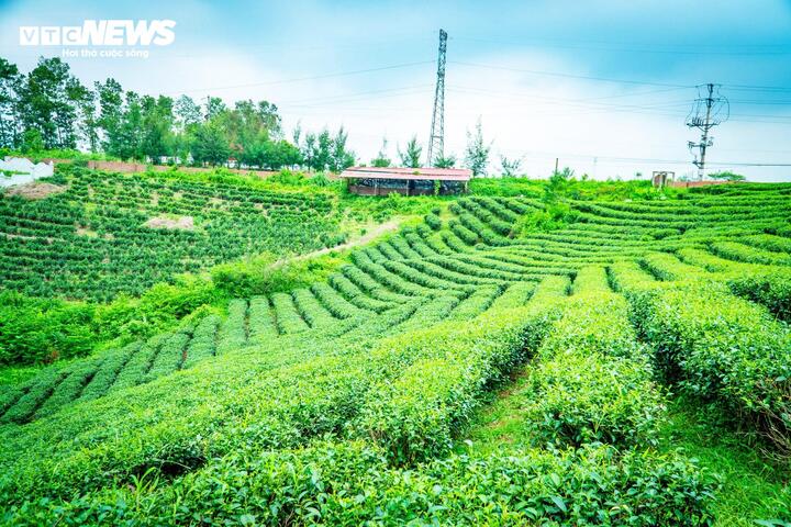 Đường Hoa trở thành một trong những vùng nguyên liệu chè tiêu biểu của Quảng Ninh. (Ảnh: Đinh Hùng)