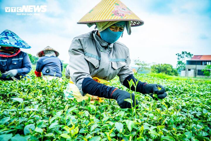 Những công nhân cẩn thận hái những búp chè non về để chế biến ra sản phẩm trà với vị riêng có của vùng biển. (Ảnh: Đinh Hùng)