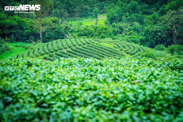 Những quả đồi thấp tại xã Đường Hoa, tỉnh Quảng Ninh được phủ xanh bởi những cây chè được trồng suốt 65 năm qua. (Ảnh: Đinh Hùng)