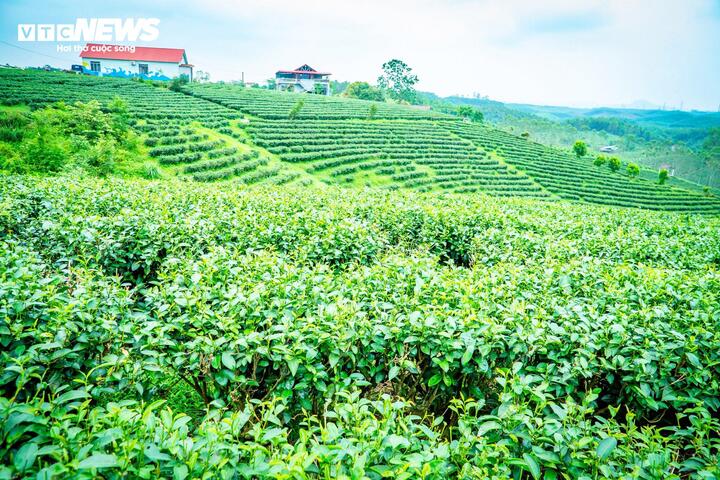 Nhiều ngôi nhà kiên cố tại xã Đường Hoa được xây dựng nhờ giá trị kinh tế do cây chè mang lại. (Ảnh: Đinh Hùng)