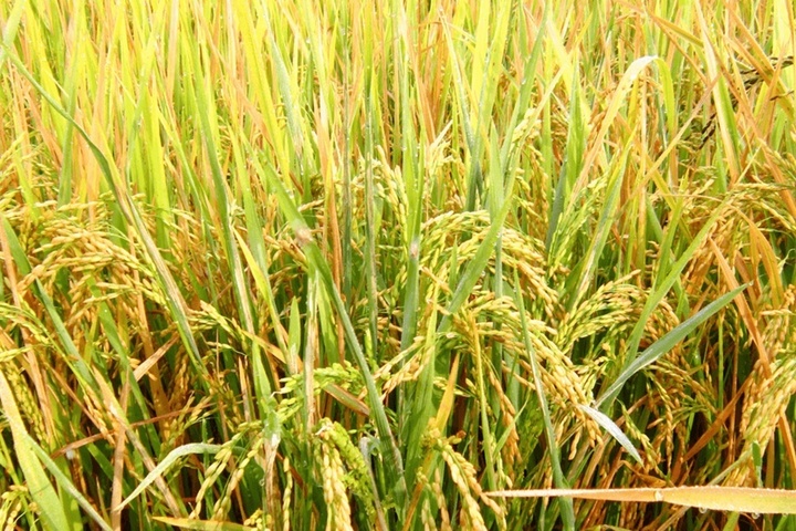 Giá lúa tươi trong nước hôm nay 31/7 đồng loạt tăng. (Ảnh minh họa: Người Quan Sát)