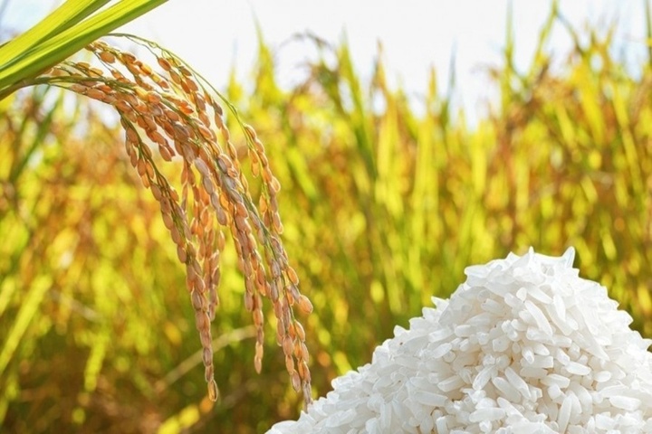 Giá lúa gạo trong nước hôm nay nhìn chung ổn định, riêng gạo thơm Jasmine tại các chợ lẻ tăng giá. (Ảnh minh họa: Thời báo Tài chính Việt Nam)