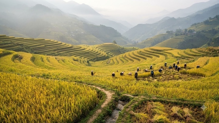 Khi tiến hành các giao dịch chuyển nhượng, mua bán, cho thuê hoặc lập di chúc thừa kế đất nông nghiệp, mọi con số phải được quy đổi ra chính xác mét vuông (m2) dựa theo quy chuẩn của địa phương nơi mảnh đất đó tọa lạc. (Ảnh: XHS)