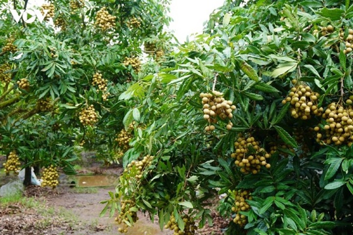 Những chùm nhãn sai trĩu cành tại vùng trồng nhãn trọng điểm của tỉnh Hưng Yên.