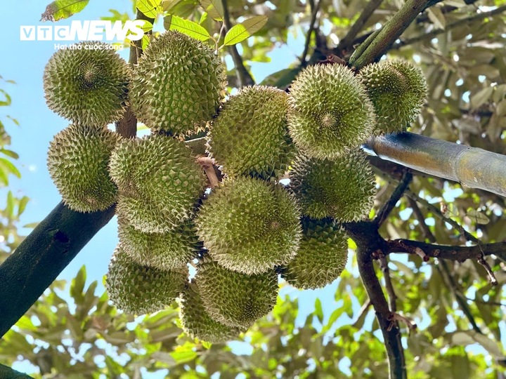 Người trồng sầu riêng được khuyến khích tuân thủ quy trình sản xuất an toàn, kiểm soát dư lượng thuốc bảo vệ thực vật để giữ vững mã số vùng trồng và uy tín hàng Việt.