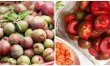 Mận đang chín rộ cực ngon, ăn hàng ngày có tốt không? 14 Những người không nên ăn mận