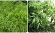 Bộ phận nào của cây đinh lăng dùng làm thuốc?