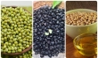 Đậu đen bổ nhưng một số người dưới đây cần tránh xa 14 Những người không nên ăn đậu xanh, đậu đen, đậu tương