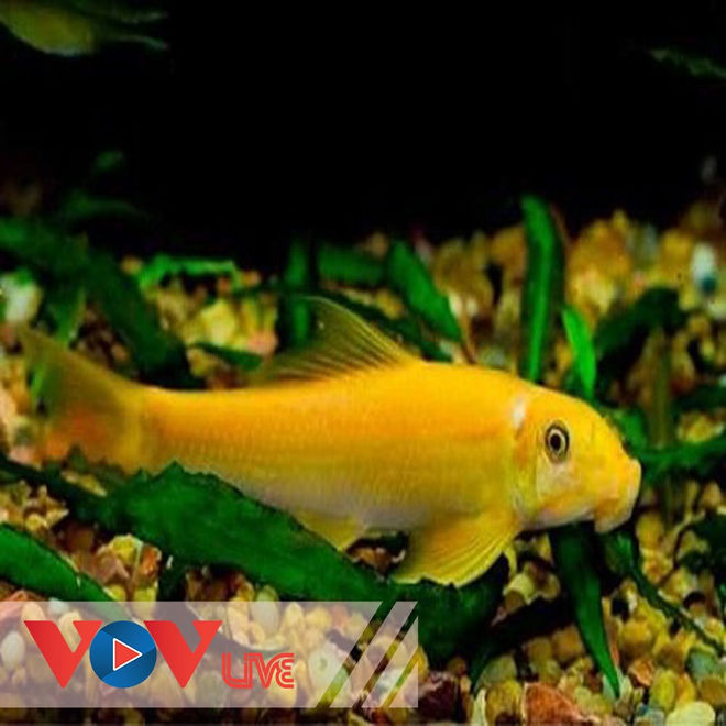 Vợ chồng anh nhà nghèo và con cá bống