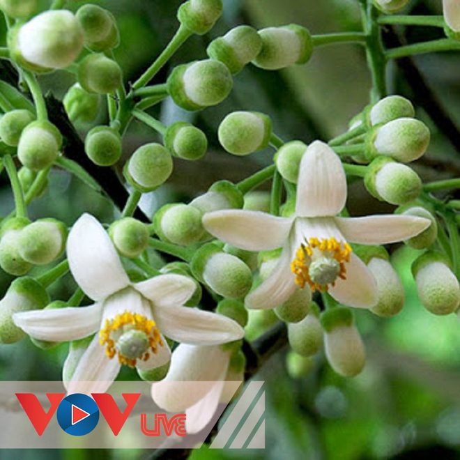 Hương bưởi ổi