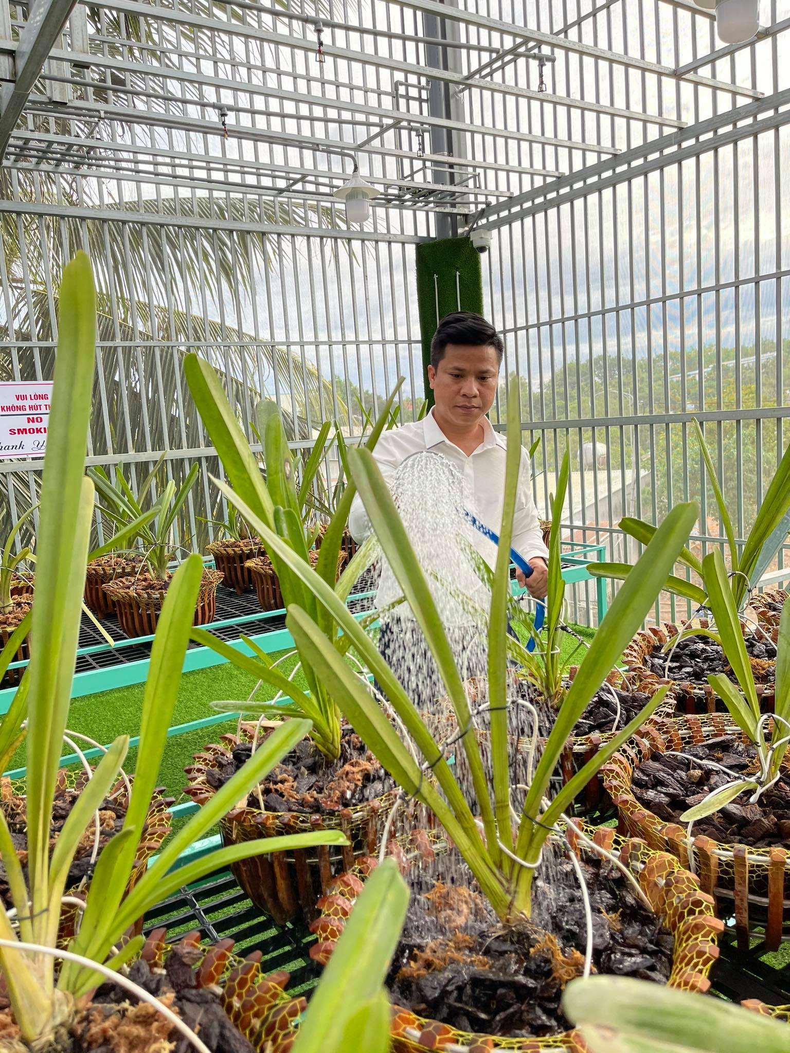 Đâu là giá trị thật của dòng lan đột biến tiền tỷ? - 2