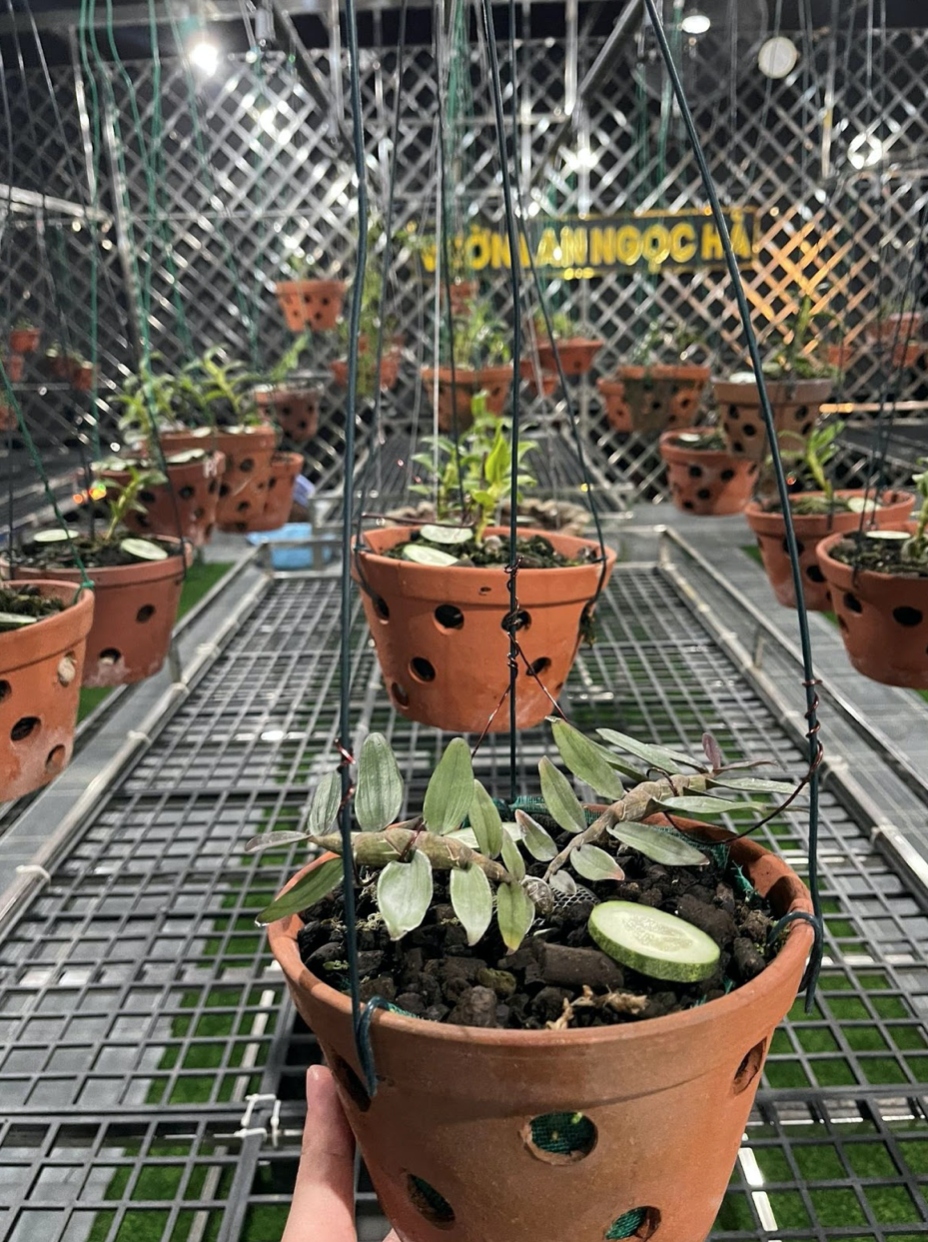 Nghệ nhân hoa Lan Đỗ Ngọc Hà: 'Với tôi hoa lan chính là cuộc sống' - 2