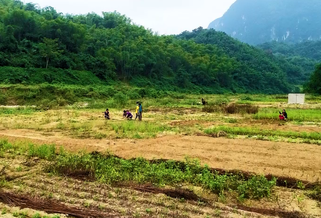 Những bản làng phía Tây ở Thanh Hoá rũ bỏ 'bão trắng', lá ngón để hồi sinh - 3