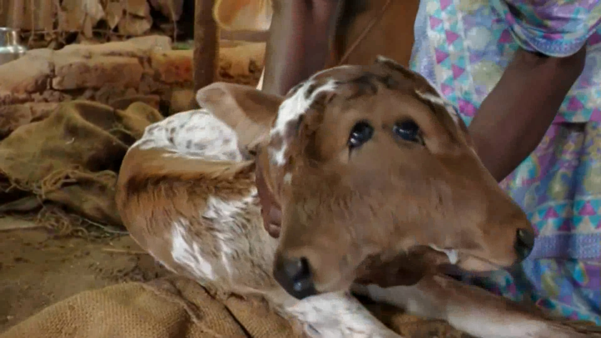 Video: Kỳ lạ con bê hai đầu, bốn mắt ở Ấn Độ