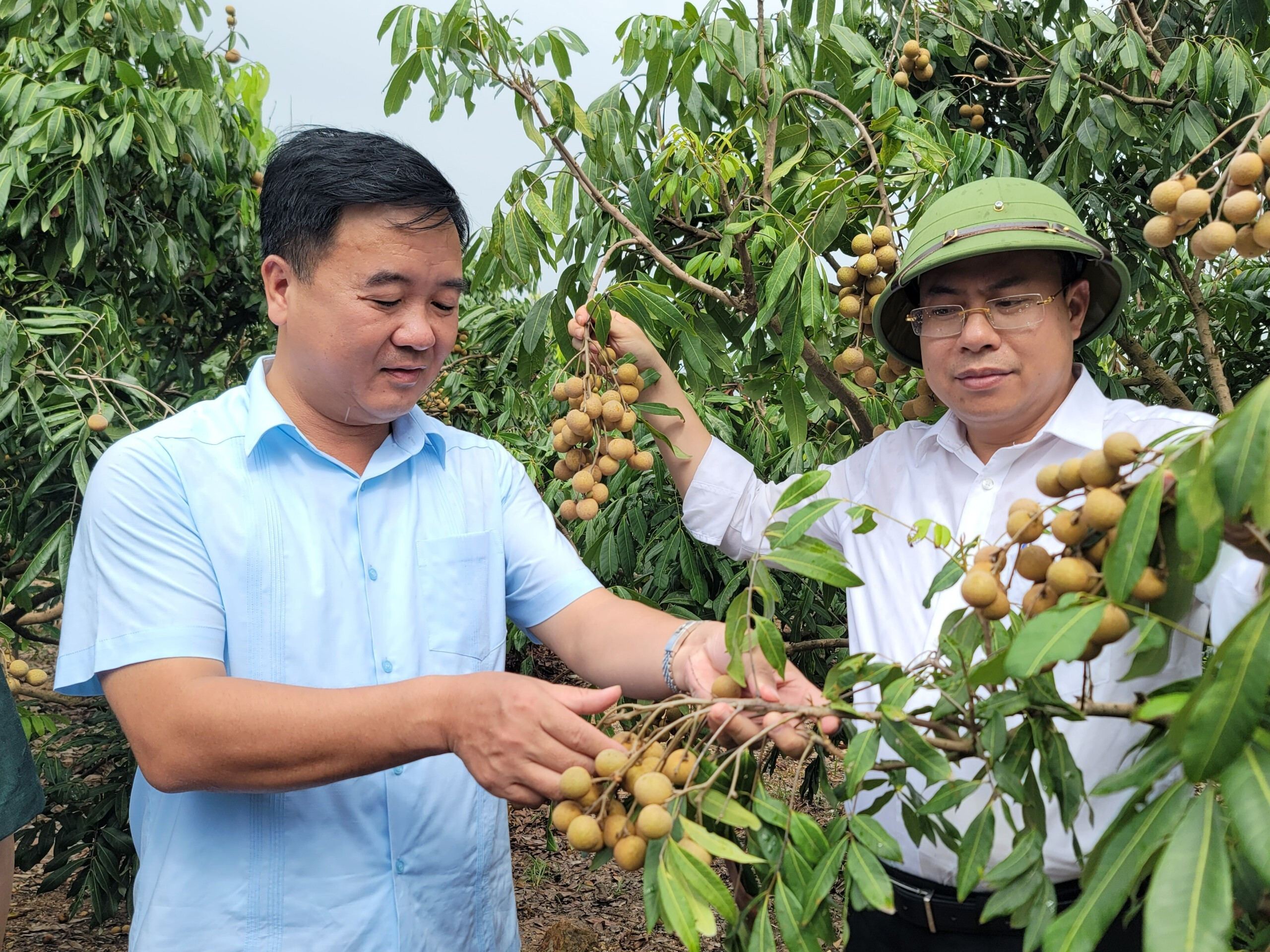 Hải Dương: Mở vườn thu hái nhãn xuất khẩu đi Châu Âu năm 2022 - 3