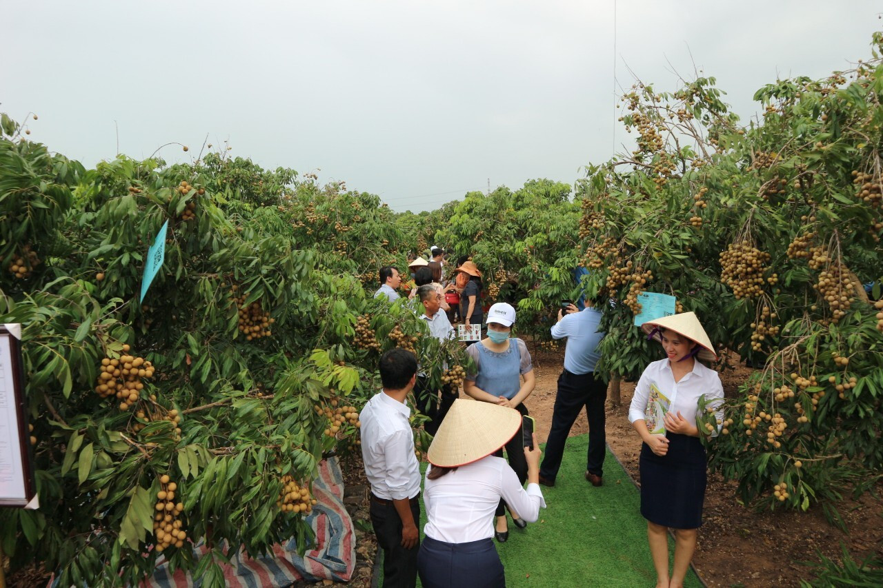 Hải Dương: Mở vườn thu hái nhãn xuất khẩu đi Châu Âu năm 2022 - 5