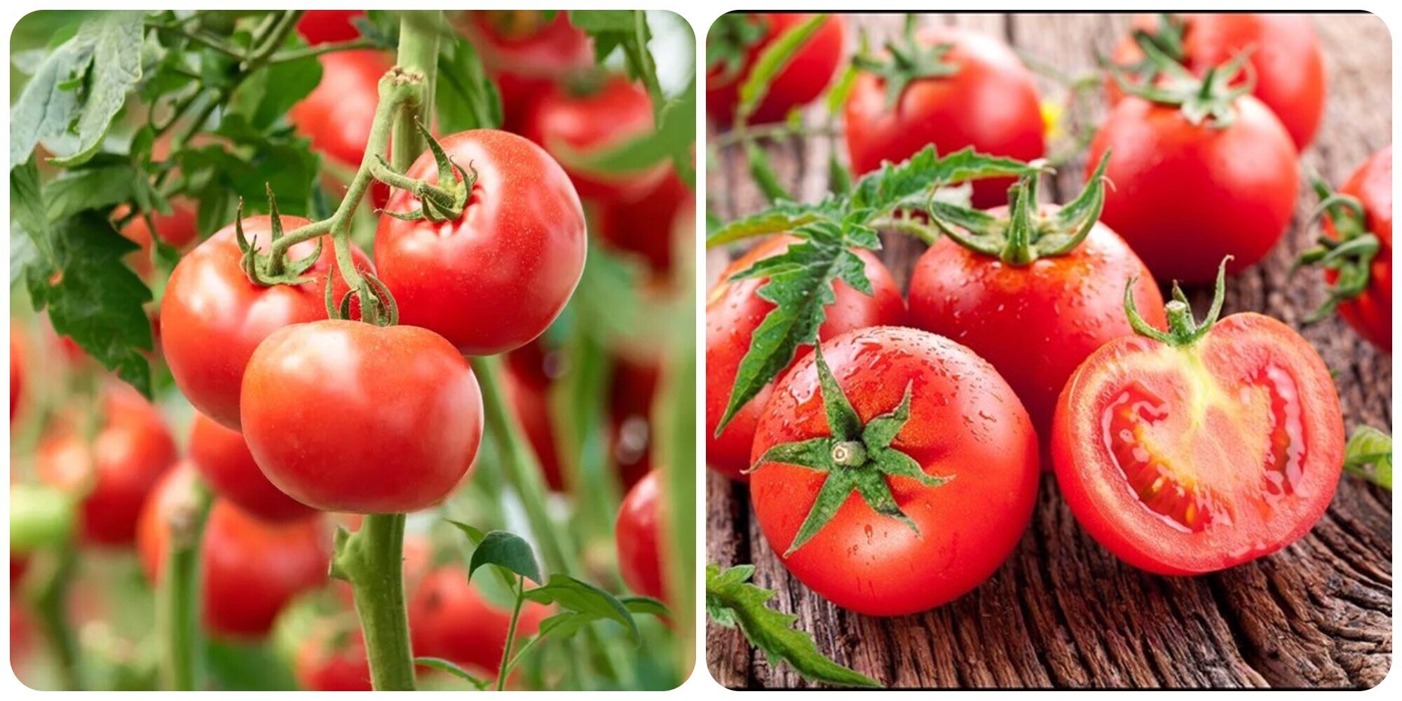 Tác dụng của cà chua đối với sức khỏe - 1