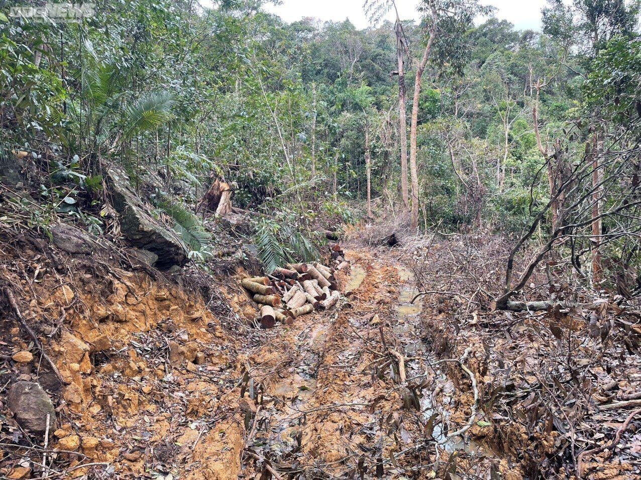 Khởi tố vụ lâm tặc ngang nhiên mở đường vào phá rừng ở Khánh Hòa - 1