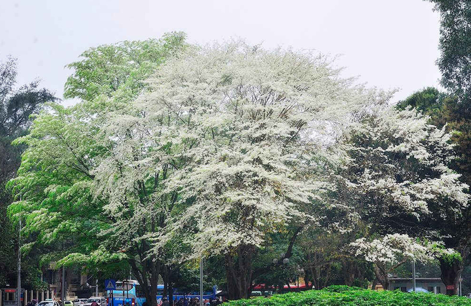 Mách bạn 8 địa điểm lý tưởng để check-in mùa hoa sưa ở Hà Nội - 1