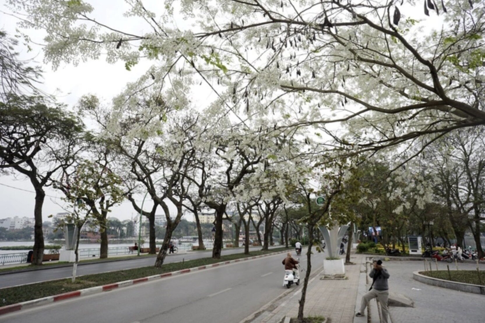 Mách bạn 8 địa điểm lý tưởng để check-in mùa hoa sưa ở Hà Nội - 8