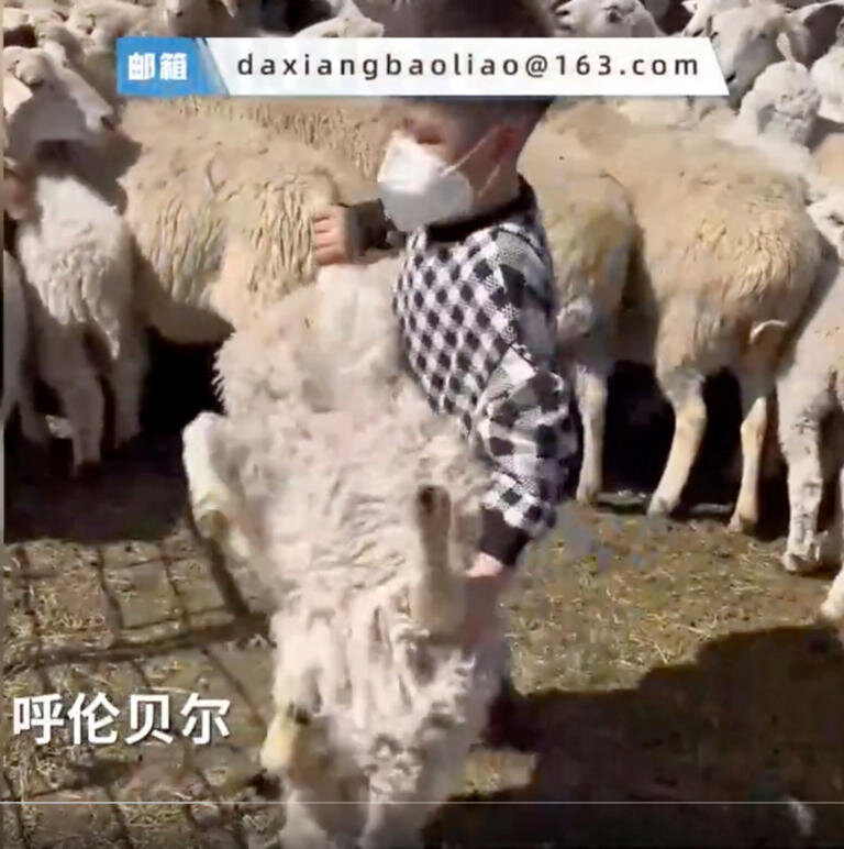 Cậu bé 5 tuổi nổi tiếng sau clip một tay bắt cừu thuần thục  - 1