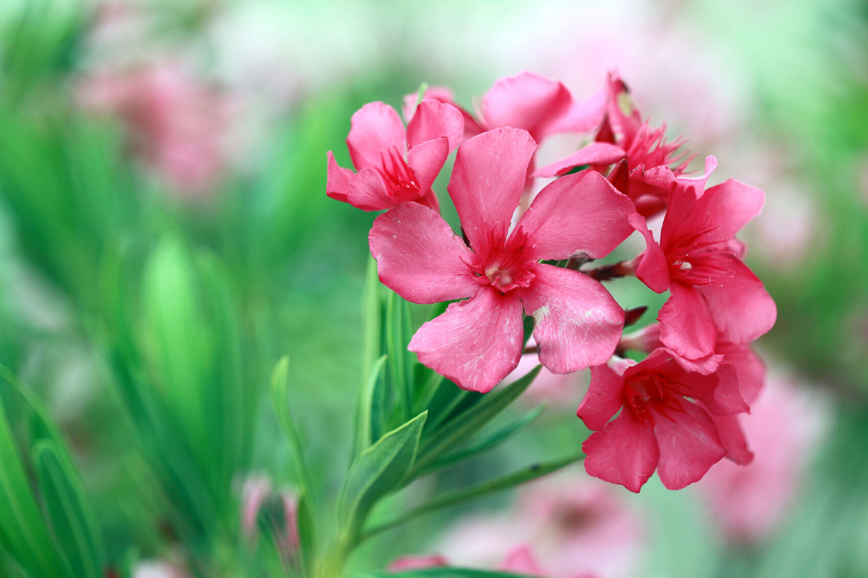 5 loại hoa đẹp nhưng rất độc, tuyệt đối không bày trong nhà - 4