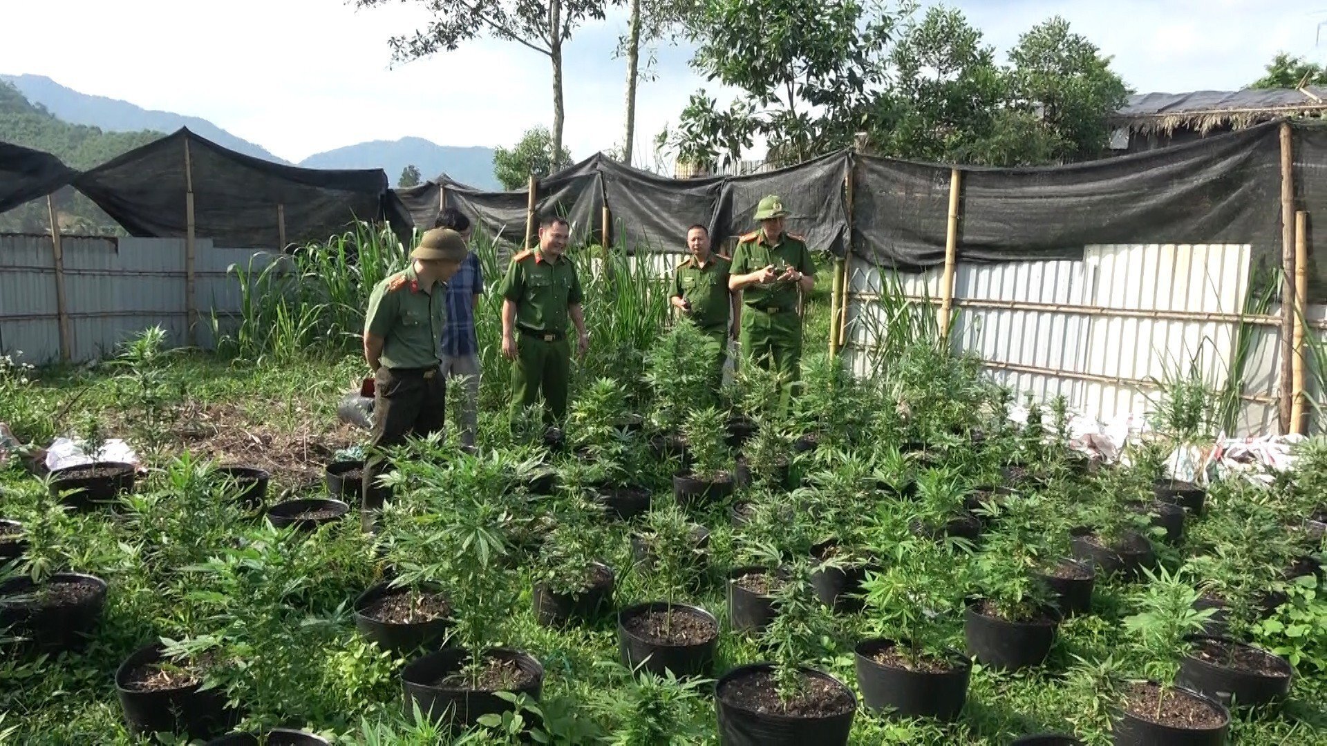 Phú Thọ: Triệt phá nhóm trồng gần 1000 cây cần sa trong lán trại - 1