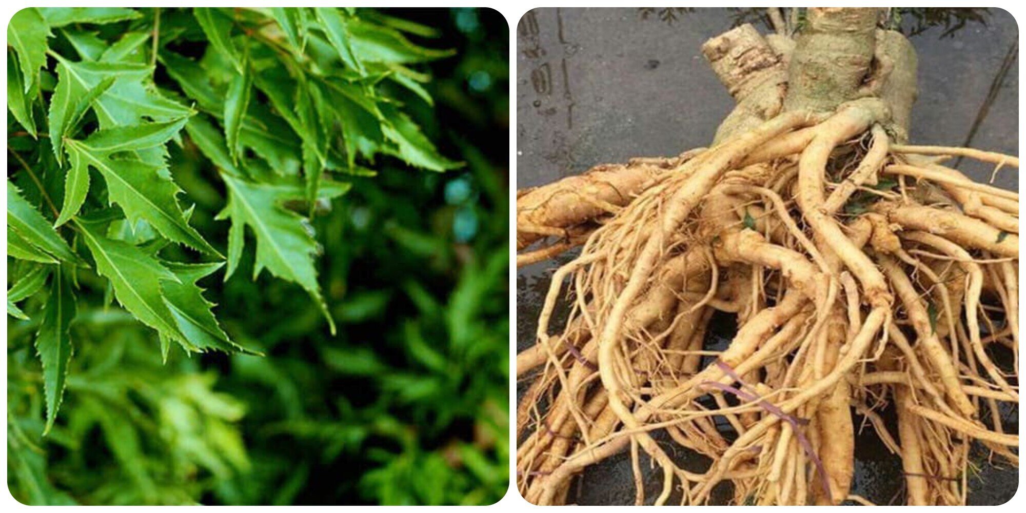 Chuyên gia Đông y nêu tác hại và lợi ích của lá, rễ đinh lăng - 1