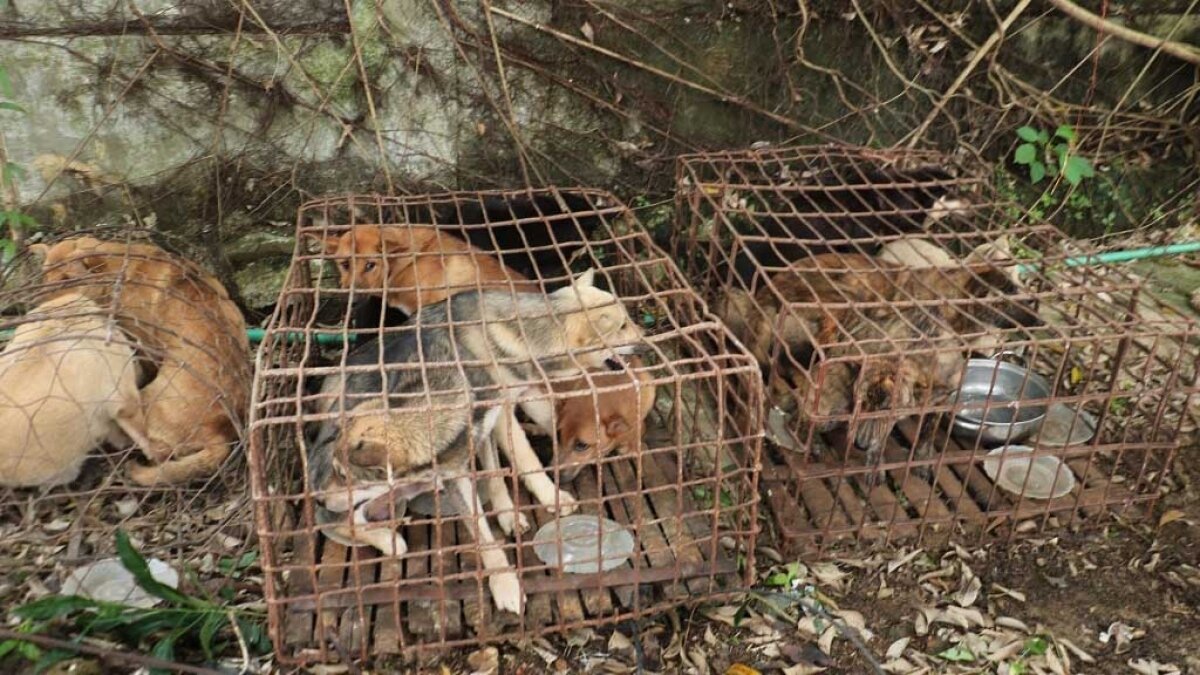 Chủ lò mổ ở Nghệ An cấu kết với đối tượng nghiện trộm hơn 2 tấn chó - 2