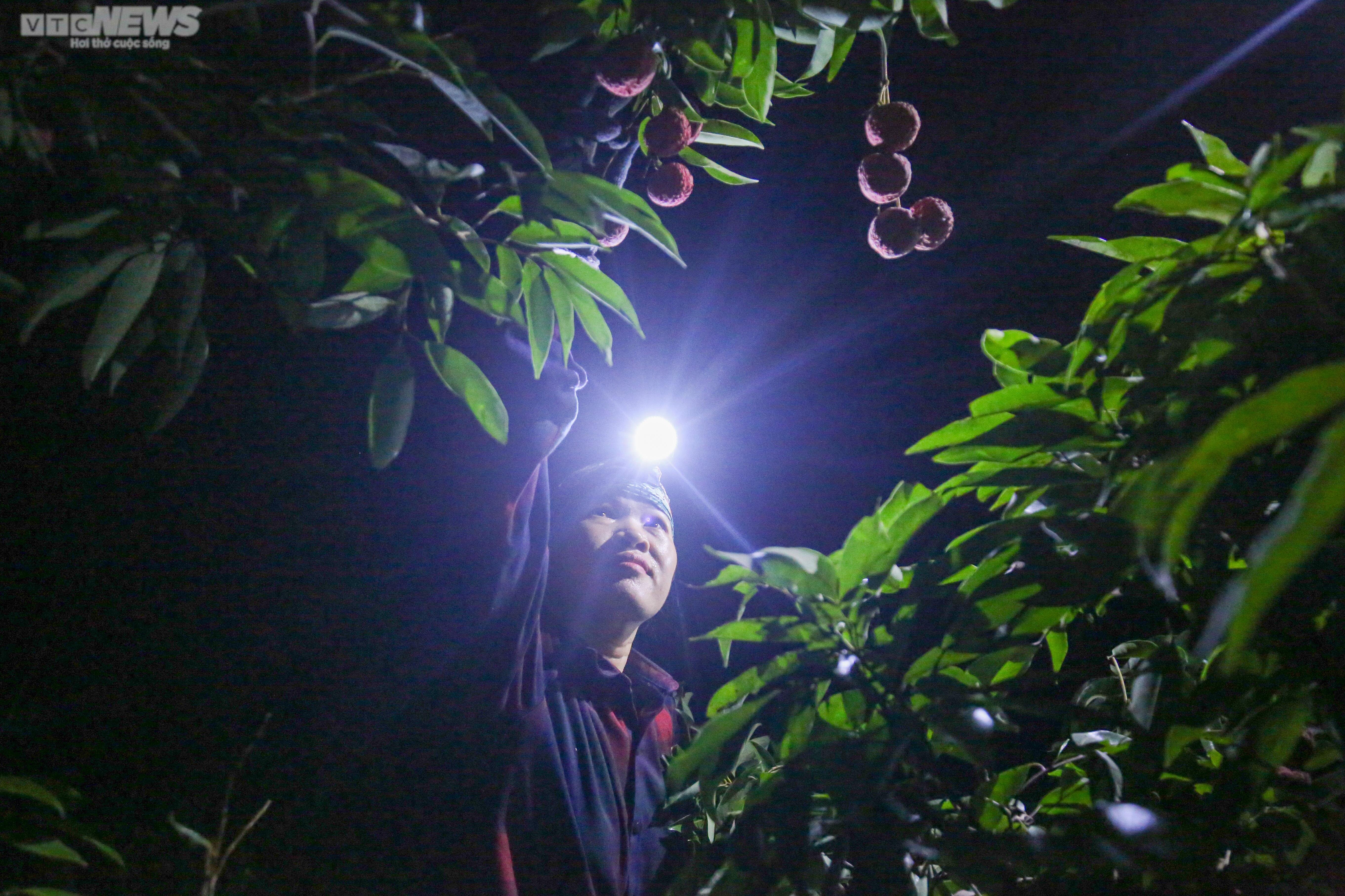 Bắc Giang: Nông dân trắng đêm soi đèn thu hoạch đặc sản vải thiều - 1