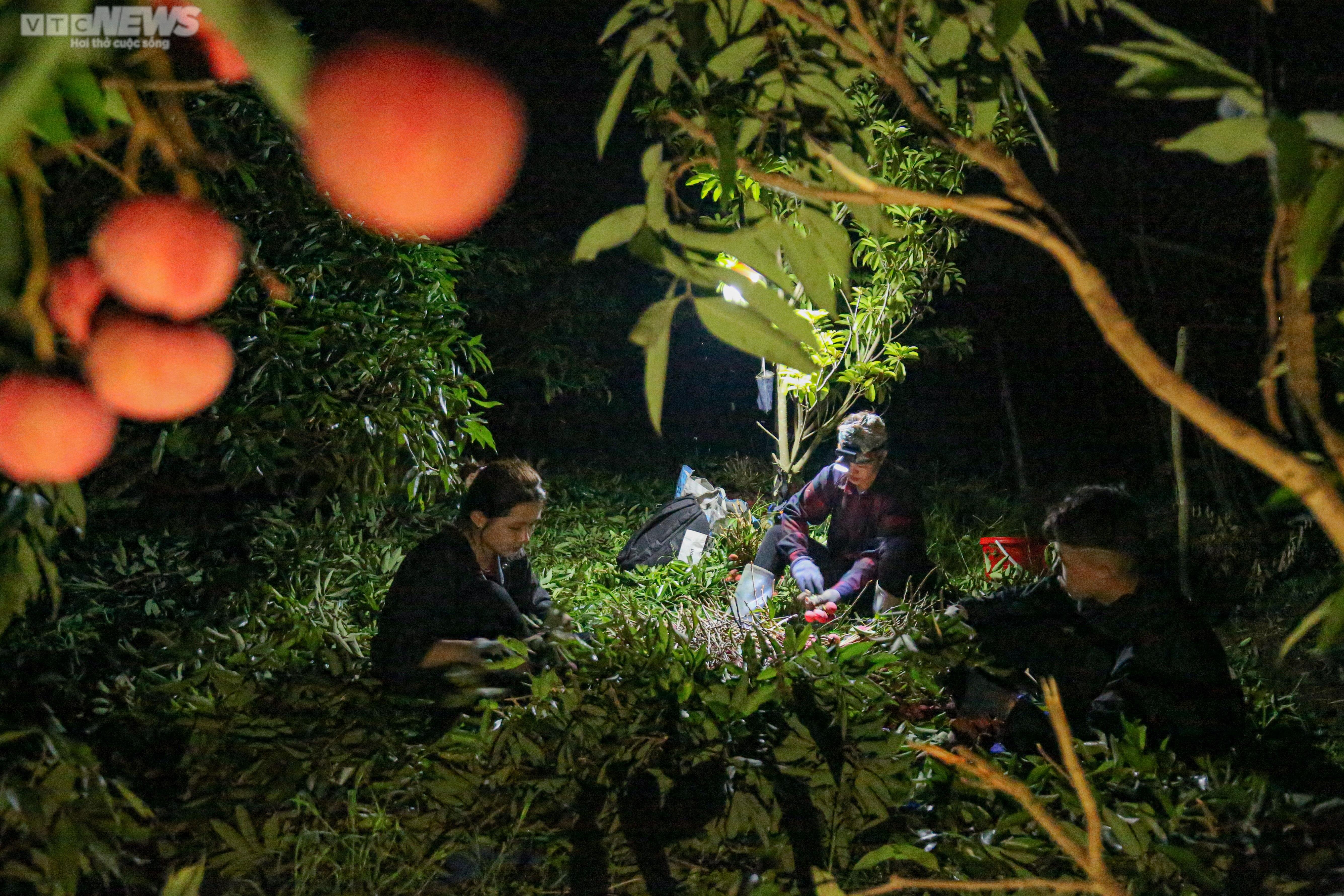 Bắc Giang: Nông dân trắng đêm soi đèn thu hoạch đặc sản vải thiều - 2