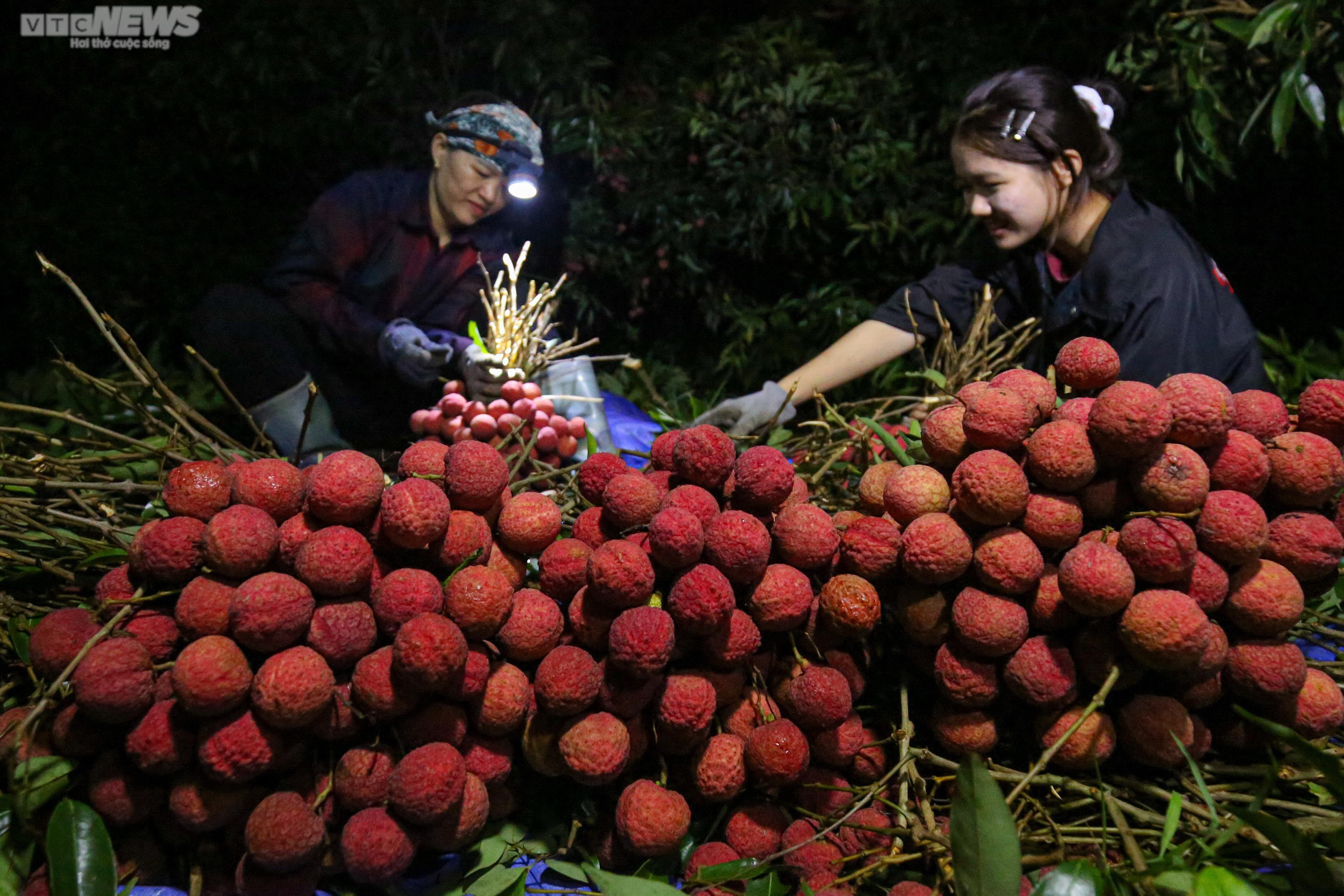 Bắc Giang: Nông dân trắng đêm soi đèn thu hoạch đặc sản vải thiều - 5