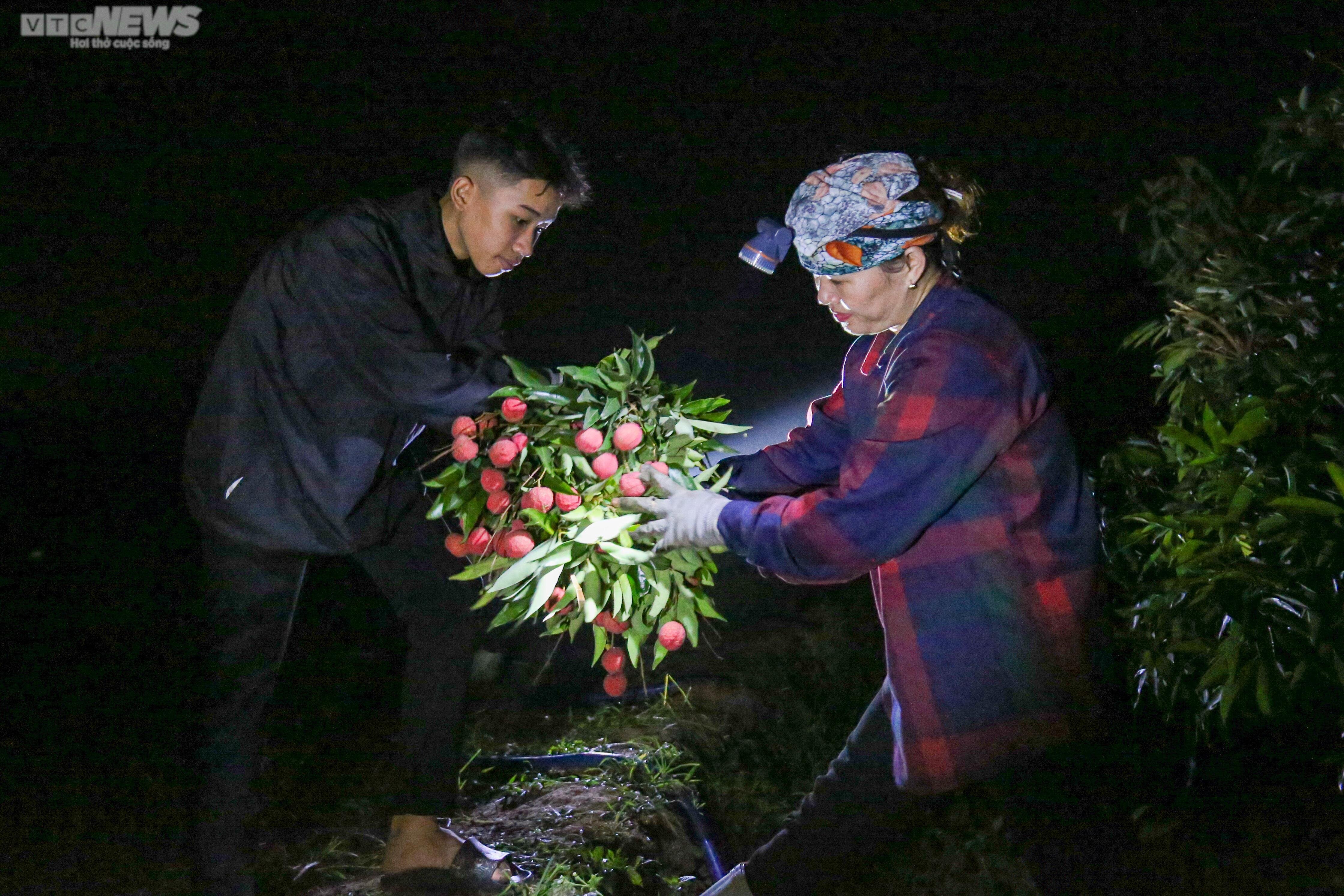 Bắc Giang: Nông dân trắng đêm soi đèn thu hoạch đặc sản vải thiều - 4