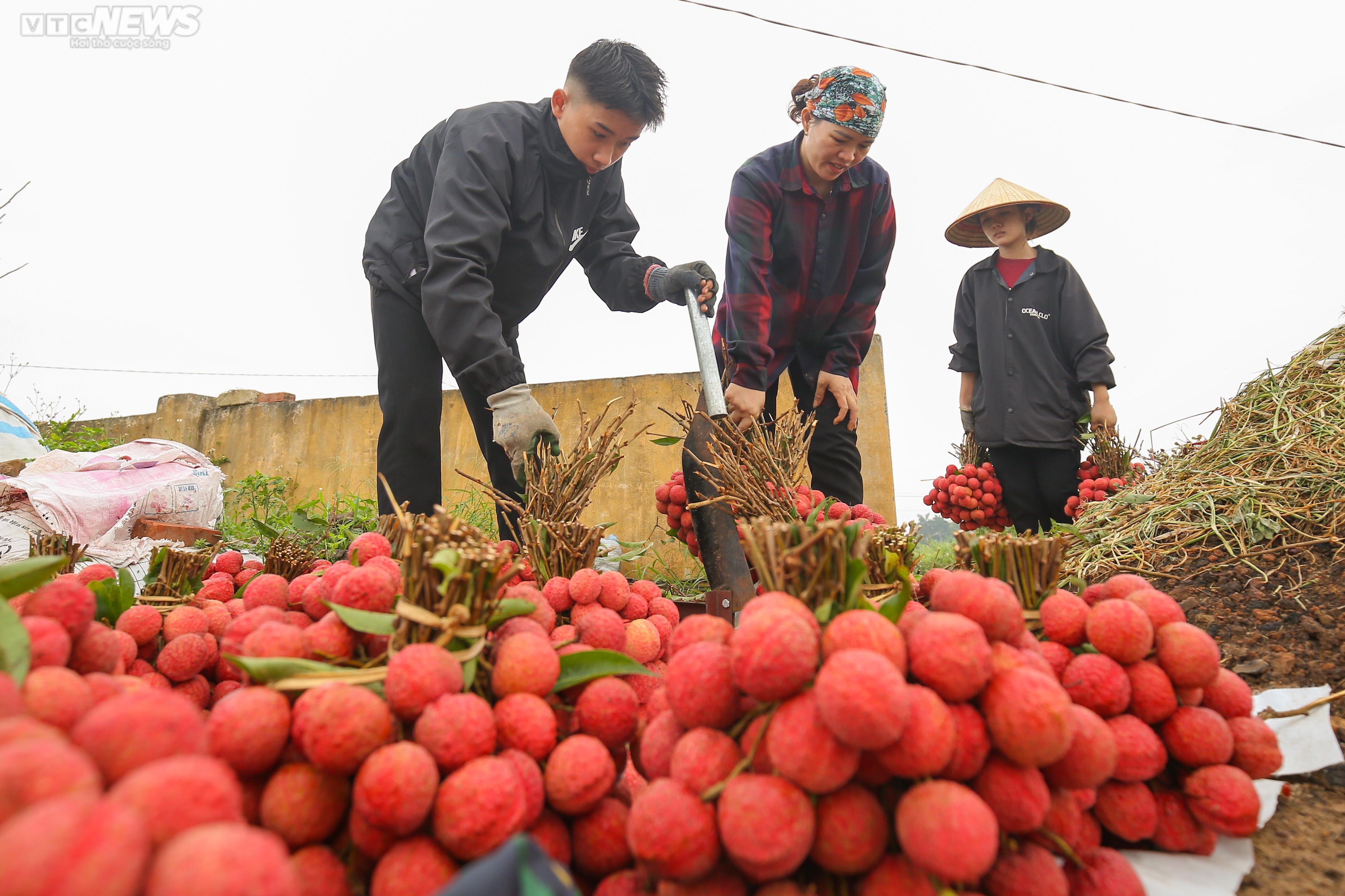 Bắc Giang: Nông dân trắng đêm soi đèn thu hoạch đặc sản vải thiều - 6