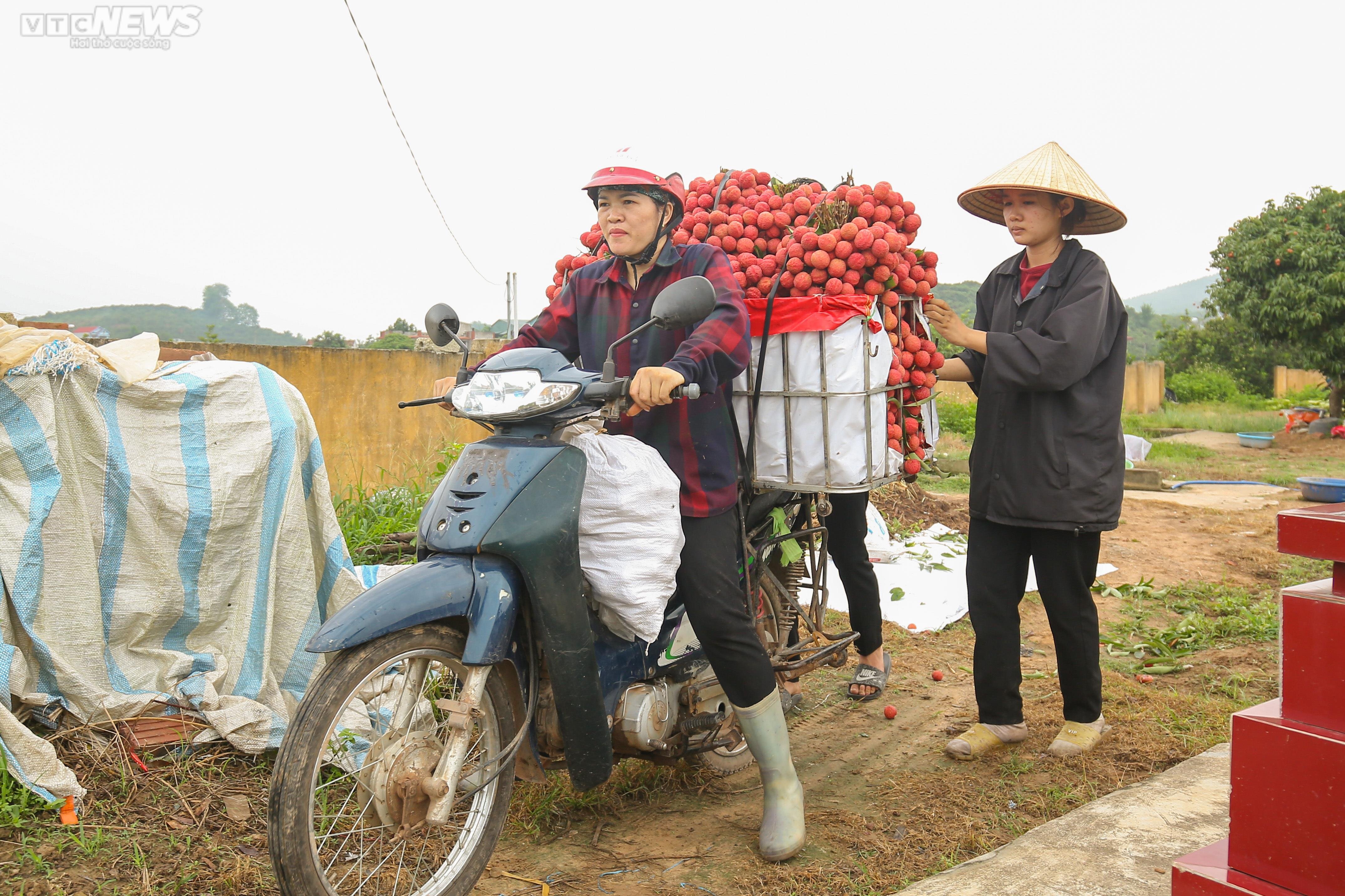 Bắc Giang: Nông dân trắng đêm soi đèn thu hoạch đặc sản vải thiều - 9
